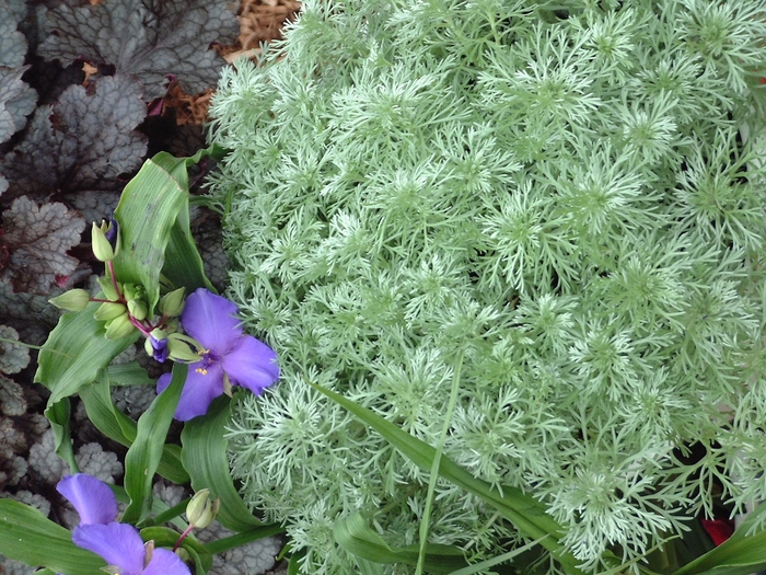 'Silver Mound' - Artemisia schmidtiana from All Seasons Nursery 'Silver Mound' - Artemisia schmidtiana from All Seasons Nursery