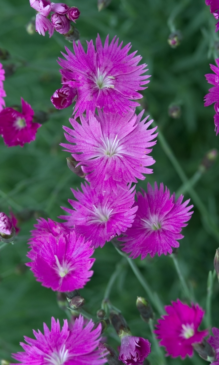 Pinks-Cheddar - Dianthus gratianopolitanus 'Firewitch' from All Seasons Nursery