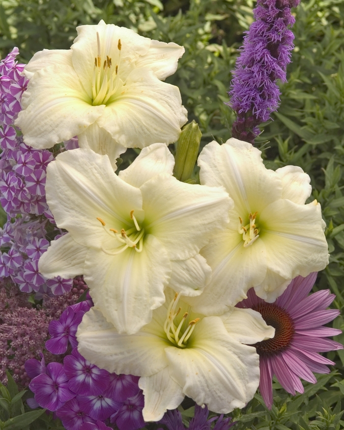 Daylily-Designer - Hemerocallis 'Joan Senior' from All Seasons Nursery Daylily-Designer - Hemerocallis 'Joan Senior' from All Seasons Nursery