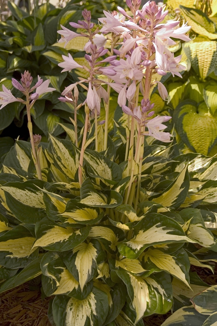 Plantain Lily - Hosta 'Revolution' from All Seasons Nursery Plantain Lily - Hosta 'Revolution' from All Seasons Nursery