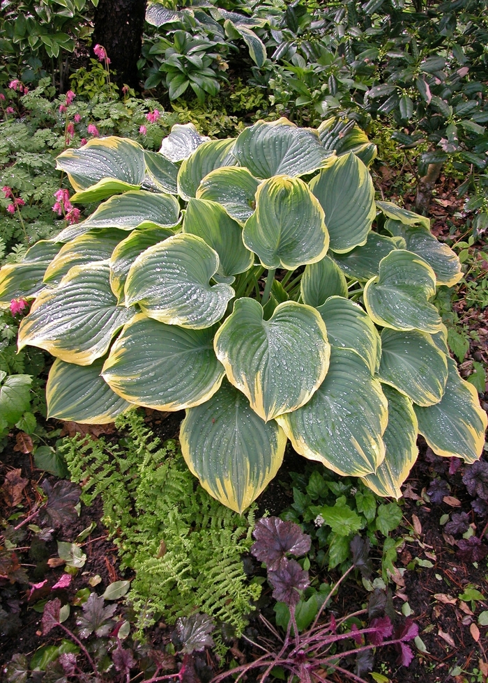 Plantain Lily - Hosta 'Sagae' from All Seasons Nursery Plantain Lily - Hosta 'Sagae' from All Seasons Nursery