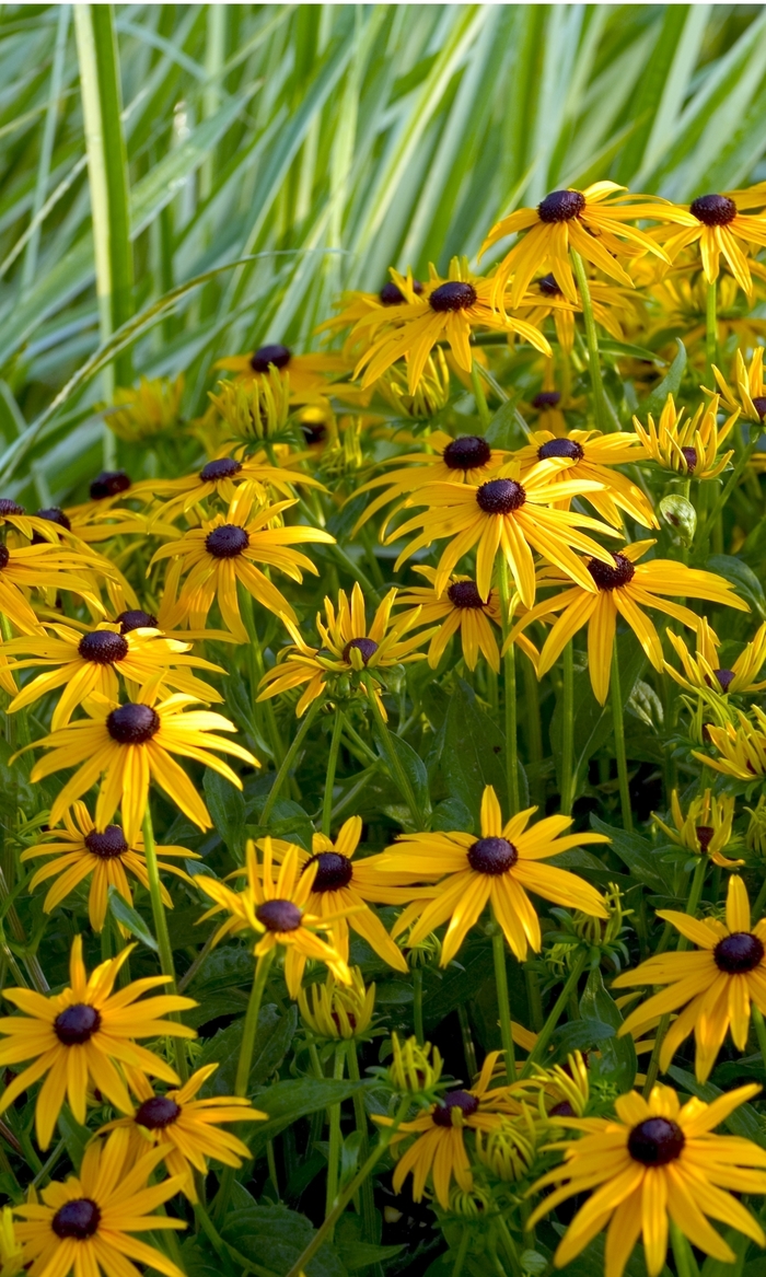 'Goldsturm' - Rudbeckia fulgida from All Seasons Nursery 'Goldsturm' - Rudbeckia fulgida from All Seasons Nursery