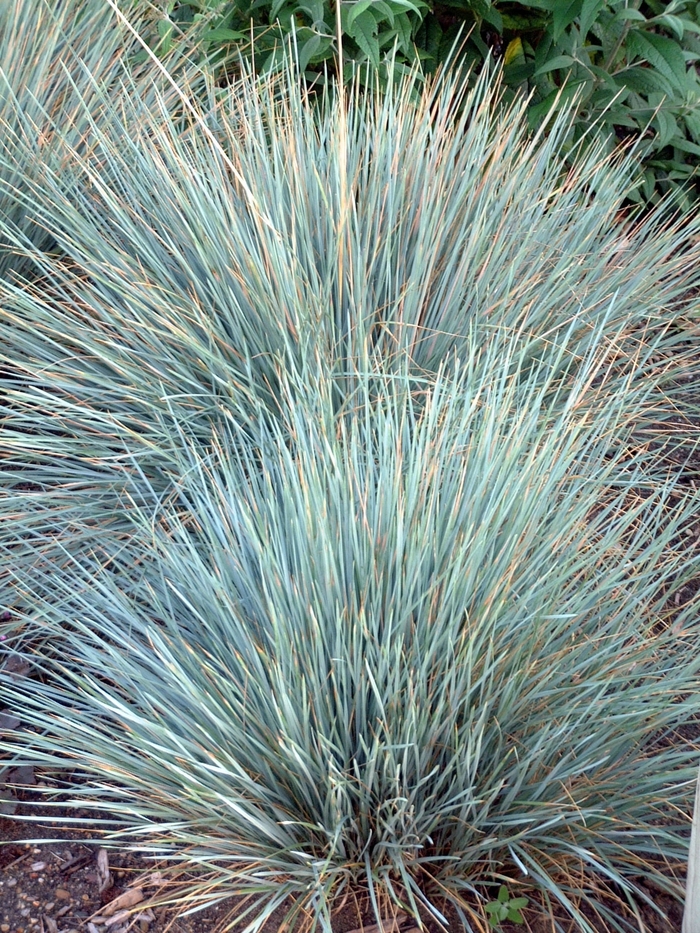 Blue Oat Grass - Helictotrichon sempervirens 'Sapphire' from All Seasons Nursery Blue Oat Grass - Helictotrichon sempervirens 'Sapphire' from All Seasons Nursery