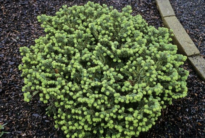 Dwarf Balsam Fir - Abies balsamea 'Nana' from All Seasons Nursery Dwarf Balsam Fir - Abies balsamea 'Nana' from All Seasons Nursery