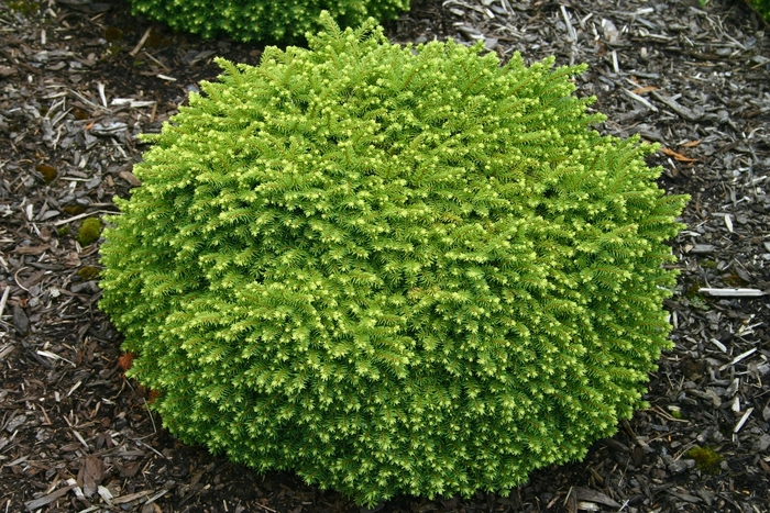 'Little Gem' - Picea abies from All Seasons Nursery 'Little Gem' - Picea abies from All Seasons Nursery