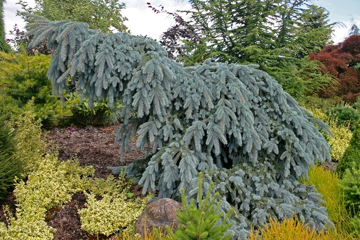 'The Blues' Colorado Spruce - Picea pungens from All Seasons Nursery