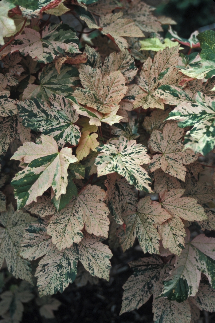  Maple - Acer pseudoplatanus 'Eskimo Sunset' from All Seasons Nursery