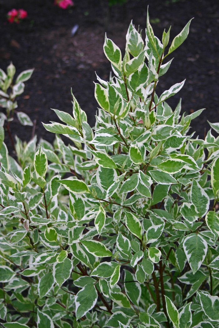 Ivory Halo® Dogwood - Cornus alba 'Bailhalo' from All Seasons Nursery Ivory Halo® Dogwood - Cornus alba 'Bailhalo' from All Seasons Nursery