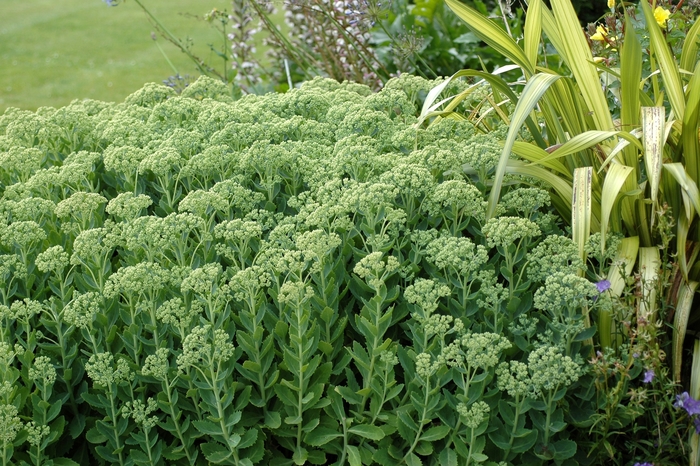 'Autumn Joy' - Sedum hybrid from All Seasons Nursery 'Autumn Joy' - Sedum hybrid from All Seasons Nursery