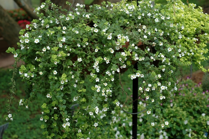 Bacopa - Sutera hybrid 'Gulliver White' from All Seasons Nursery Bacopa - Sutera hybrid 'Gulliver White' from All Seasons Nursery