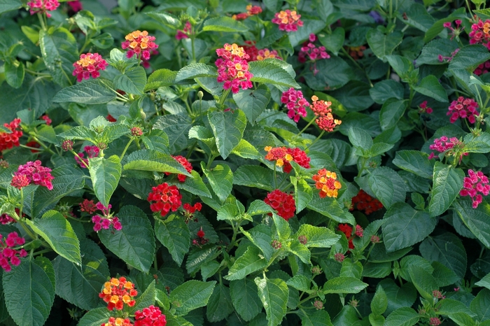Lantana - Lantana camara 'Confetti' from All Seasons Nursery Lantana - Lantana camara 'Confetti' from All Seasons Nursery