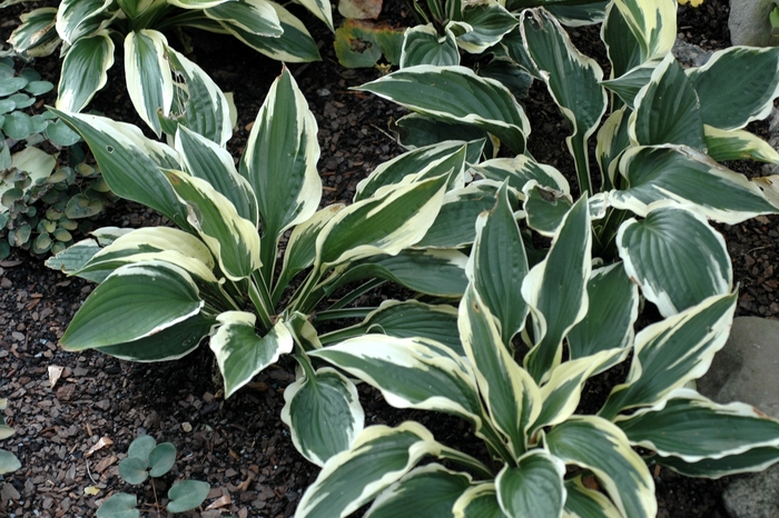 Plantain Lily - Hosta 'Patriot' from All Seasons Nursery Plantain Lily - Hosta 'Patriot' from All Seasons Nursery