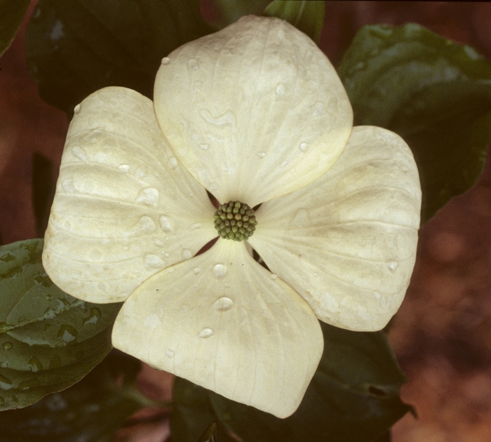 Venus Dogwood - Cornus x 'Venus' from All Seasons Nursery Venus Dogwood - Cornus x 'Venus' from All Seasons Nursery