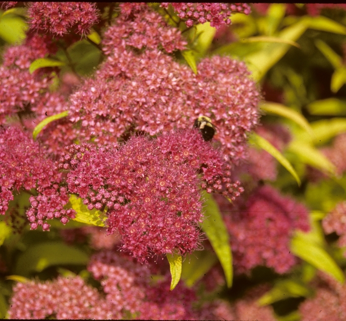 Gold Flame Spirea - Spiraea x bumalda 'Gold Flame' from All Seasons Nursery Gold Flame Spirea - Spiraea x bumalda 'Gold Flame' from All Seasons Nursery