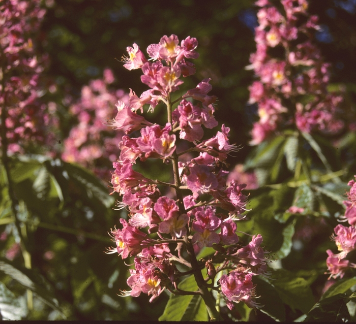 Red Chestnut - Aesculus x carnea from All Seasons Nursery Red Chestnut - Aesculus x carnea from All Seasons Nursery