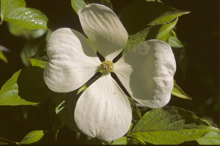 Starlight Dogwood - Cornus x 'Starlightl' from All Seasons Nursery Starlight Dogwood - Cornus x 'Starlightl' from All Seasons Nursery