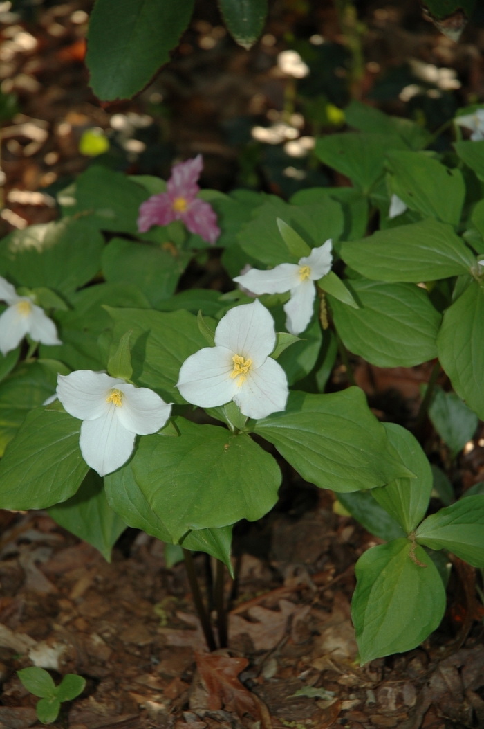 Snow Trillium - Trillium grandiflorum from All Seasons Nursery Snow Trillium - Trillium grandiflorum from All Seasons Nursery