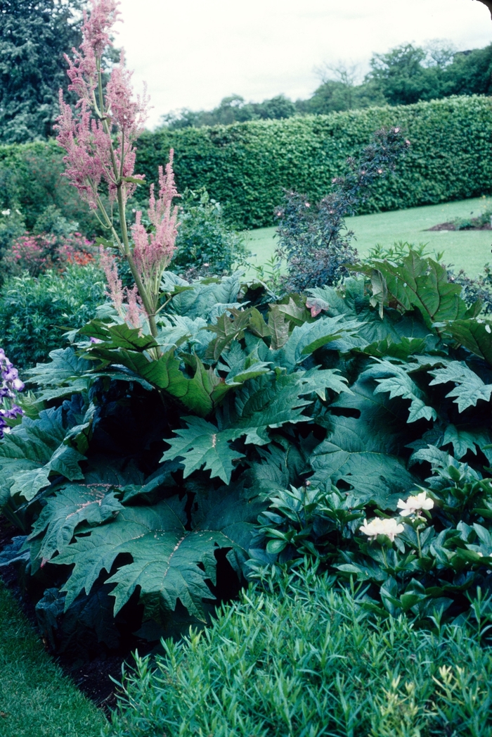 Rhubarb - Canada Red from All Seasons Nursery Rhubarb - Canada Red from All Seasons Nursery
