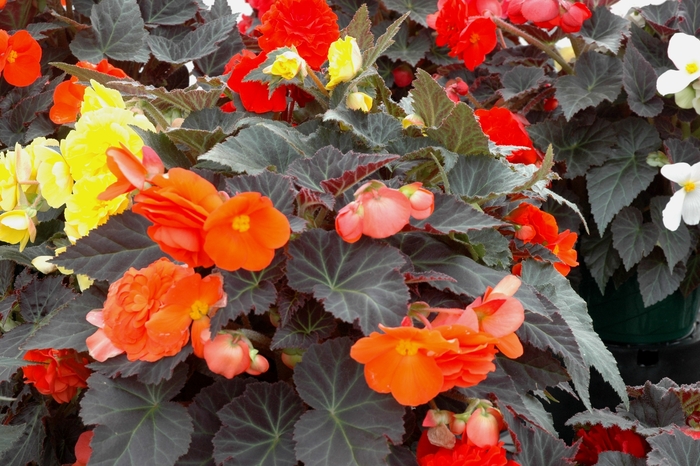 Nonstop® Mocca Mix - Begonia x tuberhybrida from All Seasons Nursery Nonstop® Mocca Mix - Begonia x tuberhybrida from All Seasons Nursery