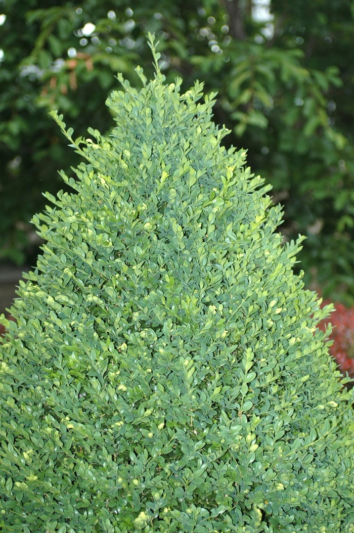 Green Mountain Clip Cone Boxwood - Buxus mic.var. insularis 'Green Mountain' from All Seasons Nursery Green Mountain Clip Cone Boxwood - Buxus mic.var. insularis 'Green Mountain' from All Seasons Nursery