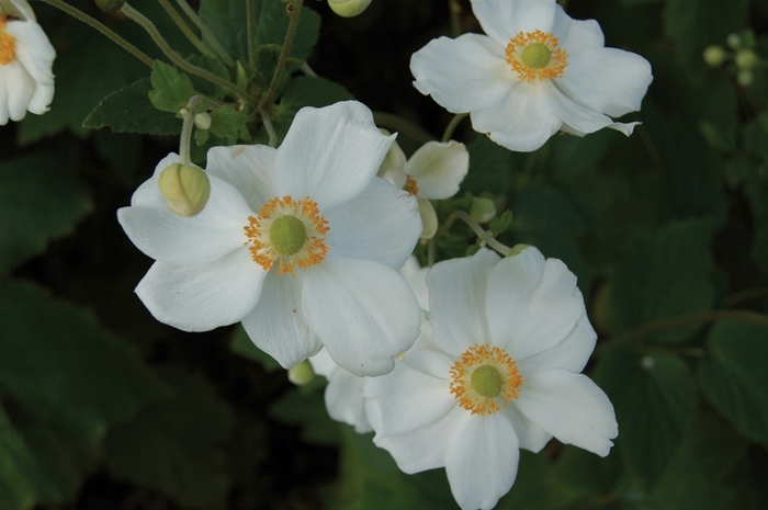 Honorine Jobert Anemone - Anemone x hybrida 'Honorine Jobert' from All Seasons Nursery Honorine Jobert Anemone - Anemone x hybrida 'Honorine Jobert' from All Seasons Nursery