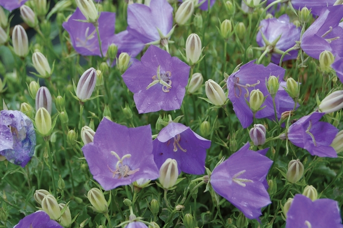 'Blue Clips' - Campanula carpatica from All Seasons Nursery 'Blue Clips' - Campanula carpatica from All Seasons Nursery