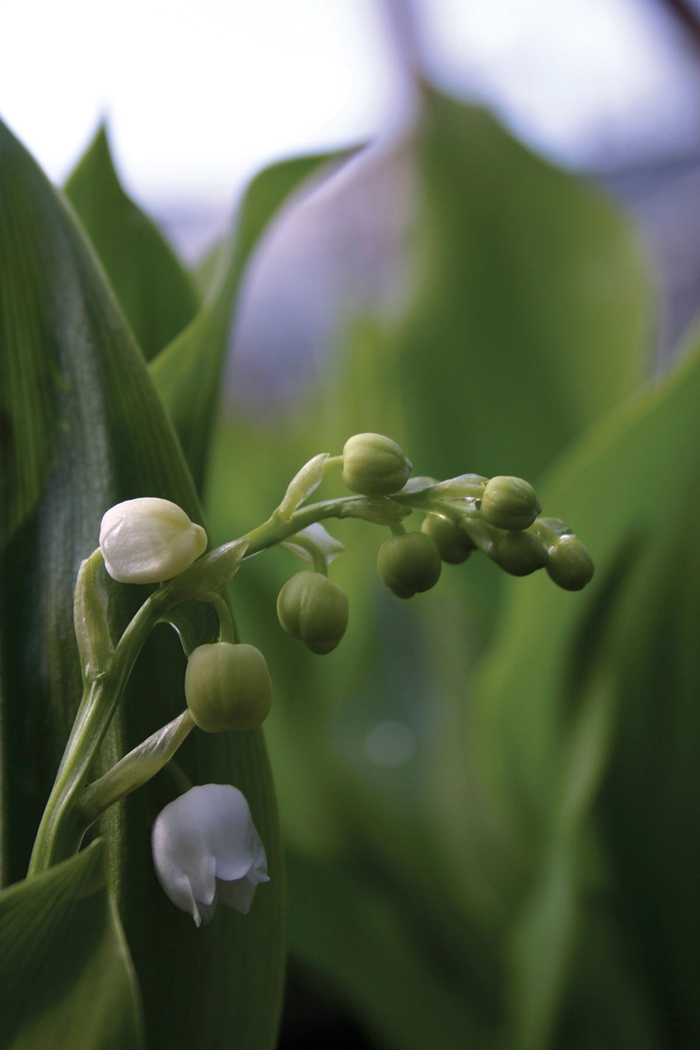 Lily of the Valley - Convallaria majalis from All Seasons Nursery Lily of the Valley - Convallaria majalis from All Seasons Nursery