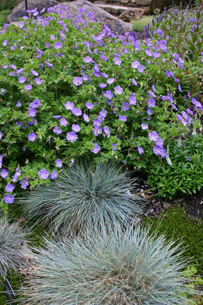 Rozanne Cranesbill - Geranium 'Rozanne' from All Seasons Nursery Rozanne Cranesbill - Geranium 'Rozanne' from All Seasons Nursery