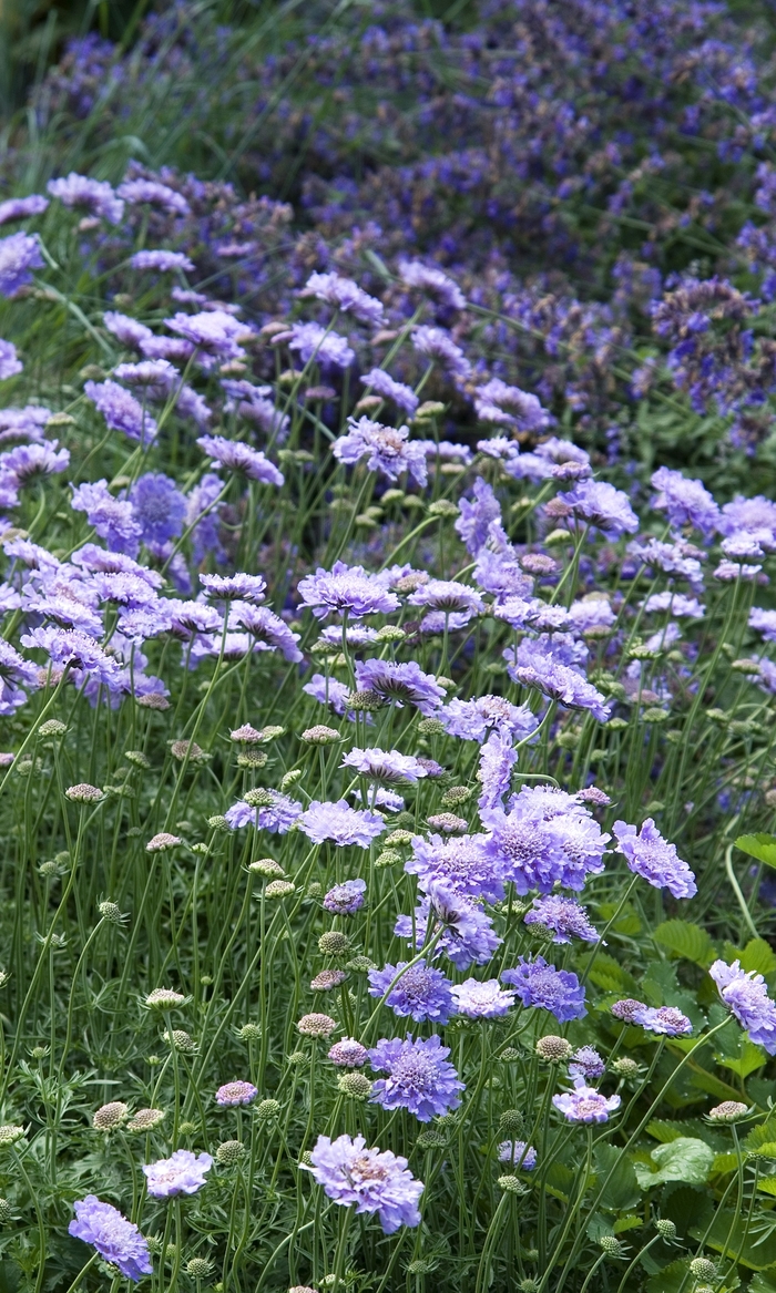 Pincushion Flower - Scabiosa columbaria 'Butterfly Blue' from All Seasons Nursery