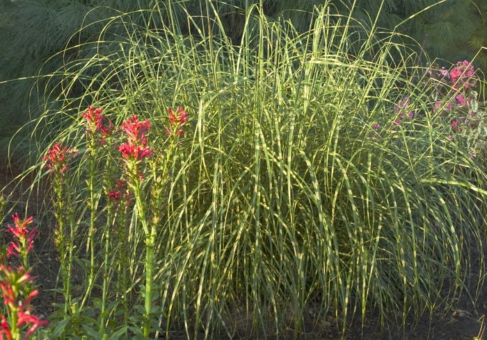 Zebra Grass - Miscanthus sinensis 'Zebrinus' from All Seasons Nursery Zebra Grass - Miscanthus sinensis 'Zebrinus' from All Seasons Nursery