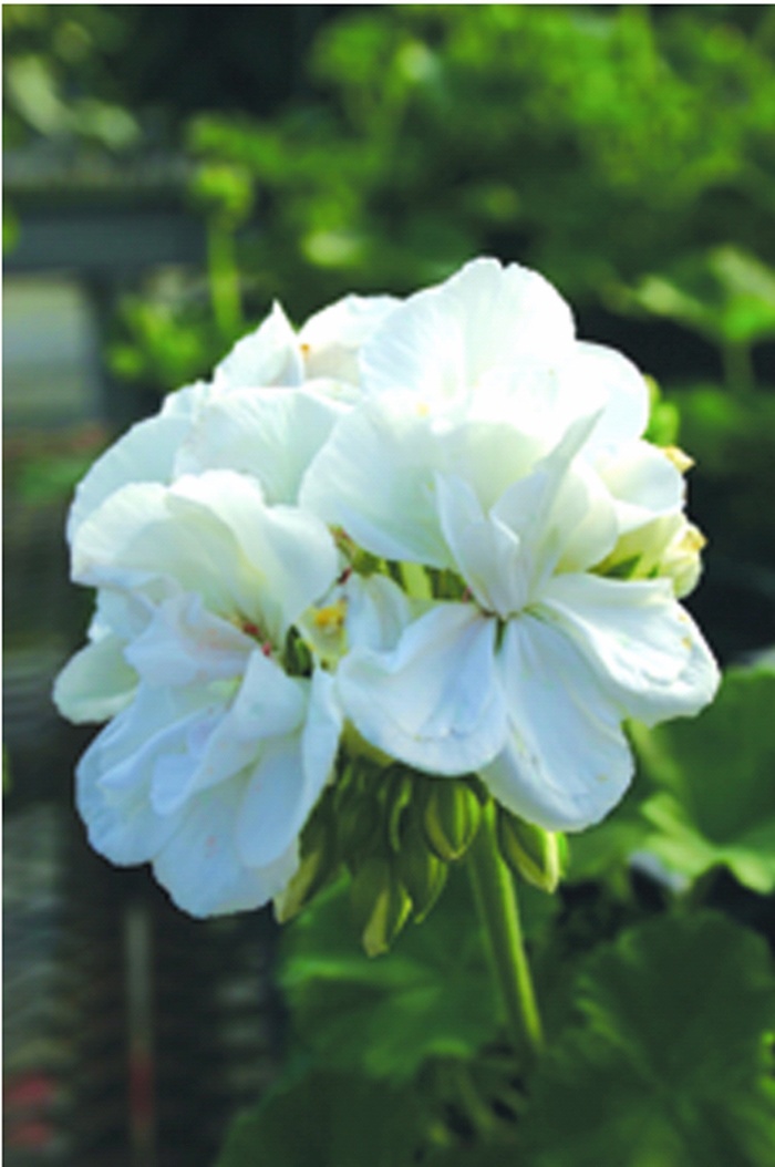 Daredevil® Snow - Pelargonium zonale from All Seasons Nursery Daredevil® Snow - Pelargonium zonale from All Seasons Nursery
