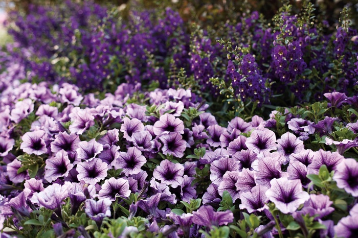 Supertunia® Bordeaux™ - Petunia hybrid from All Seasons Nursery Supertunia® Bordeaux™ - Petunia hybrid from All Seasons Nursery