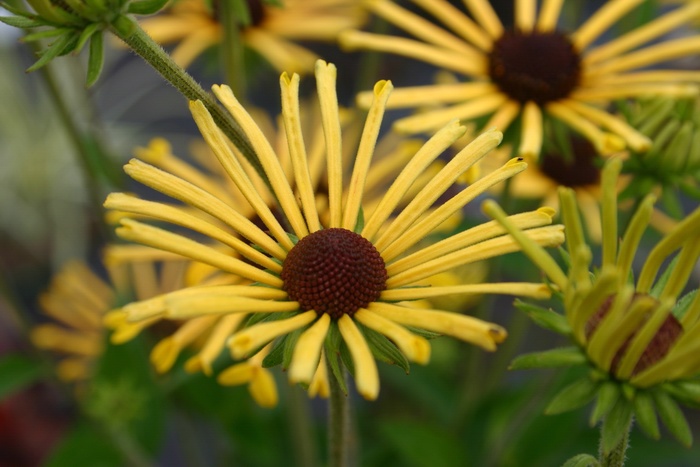 'Henry Eilers' - Rudbeckia subtomentosa from All Seasons Nursery 'Henry Eilers' - Rudbeckia subtomentosa from All Seasons Nursery