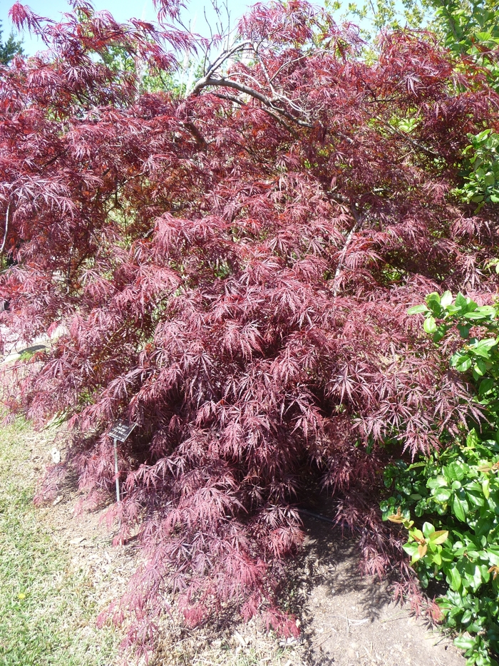Japanese Maple - Acer palmatum 'Tamukeyama' from All Seasons Nursery