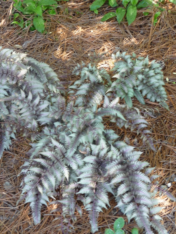 Japanese Painted Fern - Athyrium niponicum 'Pictum' from All Seasons Nursery Japanese Painted Fern - Athyrium niponicum 'Pictum' from All Seasons Nursery