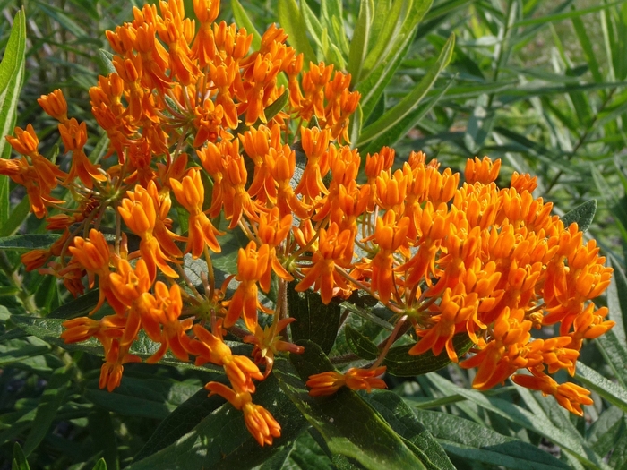 Butterfly Milkweed - Asclepias tuberosa from All Seasons Nursery Butterfly Milkweed - Asclepias tuberosa from All Seasons Nursery