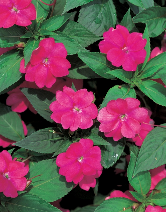 SunPatiens® Vigorous Magenta - IMPATIENS for the SUN from All Seasons Nursery SunPatiens® Vigorous Magenta - IMPATIENS for the SUN from All Seasons Nursery