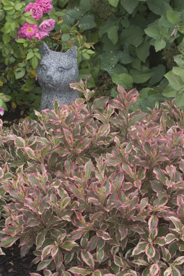 My Monet® - Weigela florida from All Seasons Nursery My Monet® - Weigela florida from All Seasons Nursery
