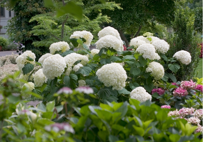 Incrediball® - Hydrangea arborescens from All Seasons Nursery
