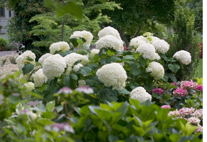 Incrediball® Smooth Hydrangea - Hydrangea arborescens from All Seasons Nursery Incrediball® Smooth Hydrangea - Hydrangea arborescens from All Seasons Nursery