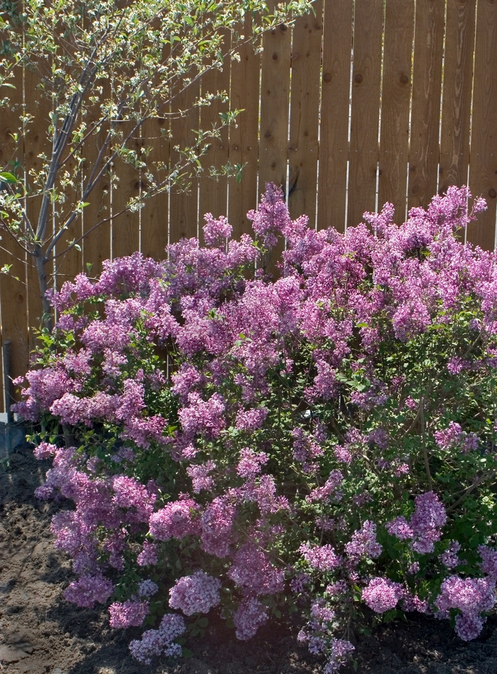 Bloomerang® Purple - Syringa x from All Seasons Nursery Bloomerang® Purple - Syringa x from All Seasons Nursery