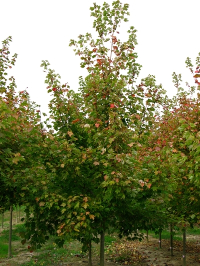 Red Sunset® Maple - Acer rubrum 'Franksred' from All Seasons Nursery Red Sunset® Maple - Acer rubrum 'Franksred' from All Seasons Nursery