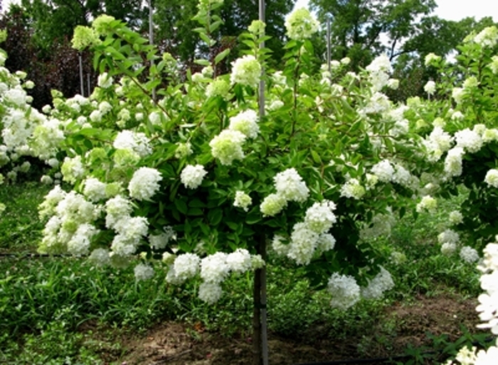 Pee Gee Hydrangea - Hydrangea paniculata ''Grandiflora'' from All Seasons Nursery