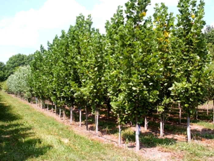 Tulip Tree - Liriodendron tulipifera from All Seasons Nursery Tulip Tree - Liriodendron tulipifera from All Seasons Nursery