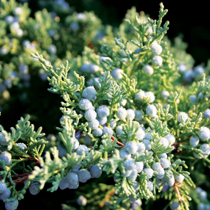 Blue Mountain - Juniperus Blue Mountain from All Seasons Nursery Blue Mountain - Juniperus Blue Mountain from All Seasons Nursery