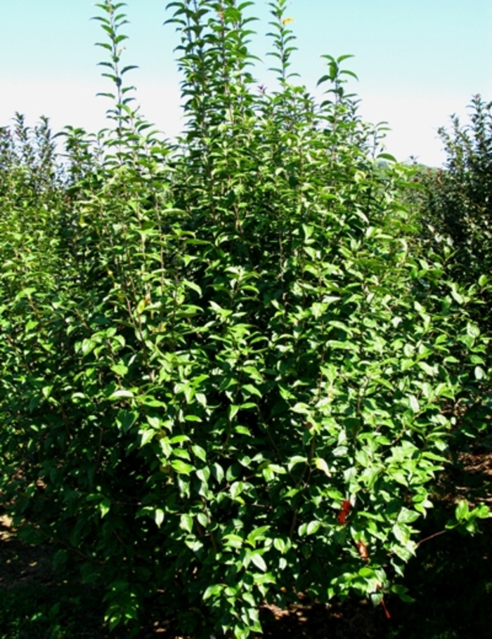 'Snowdrfit' - Malus hybrid from All Seasons Nursery 'Snowdrfit' - Malus hybrid from All Seasons Nursery