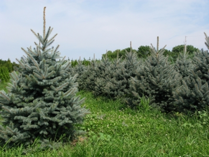 'Fat Albert' - Picea pungens from All Seasons Nursery 'Fat Albert' - Picea pungens from All Seasons Nursery