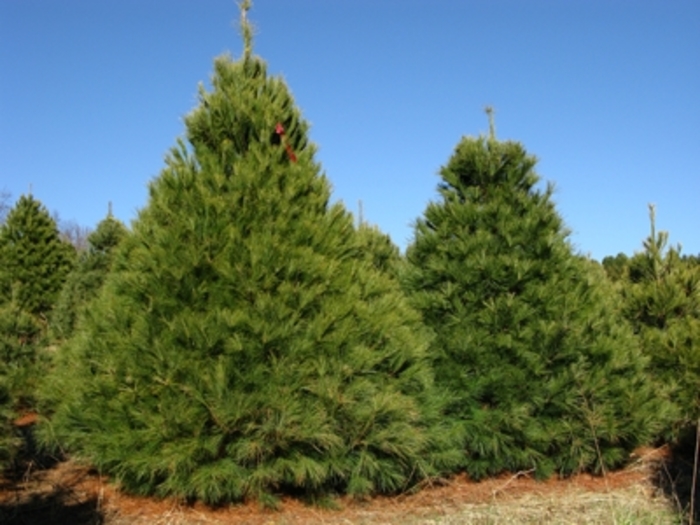 Eastern White Pine - Pinus strobus from All Seasons Nursery Eastern White Pine - Pinus strobus from All Seasons Nursery