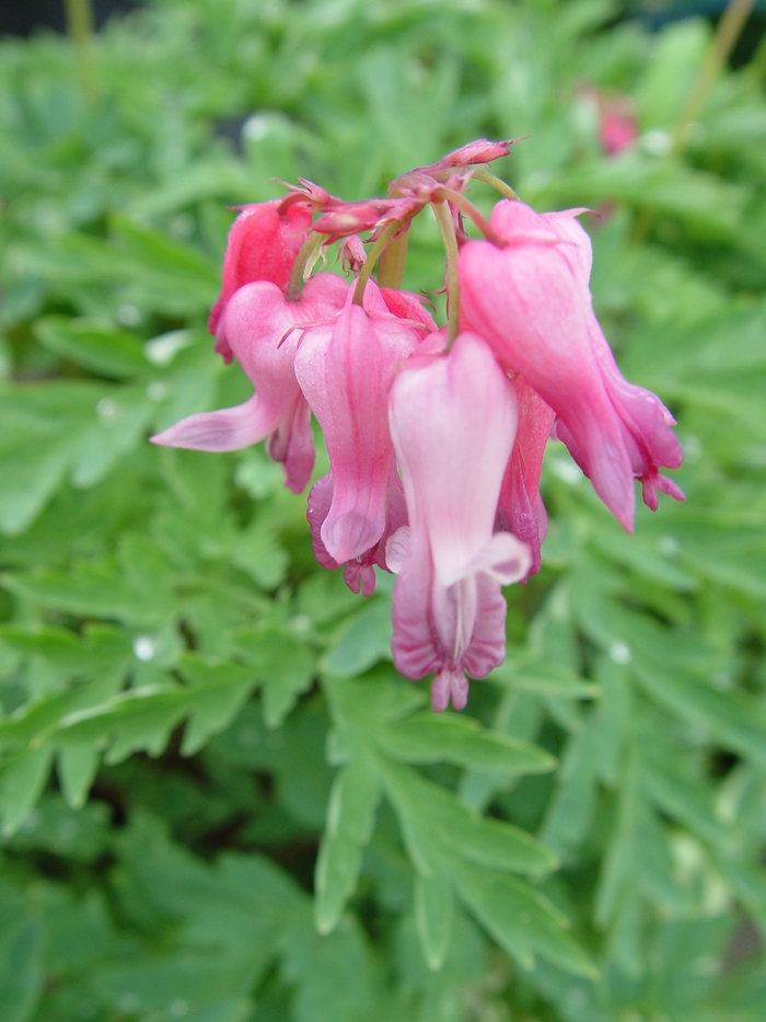 Bleeding Heart - Dicentra Spectabilis 'Valentine' from All Seasons Nursery Bleeding Heart - Dicentra Spectabilis 'Valentine' from All Seasons Nursery
