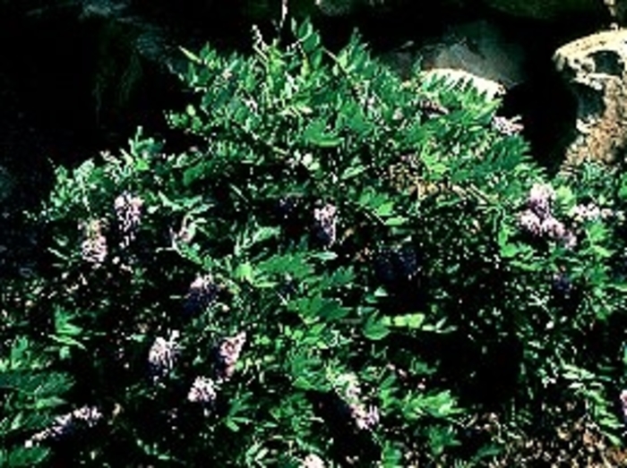 Amethyst Falls Wisteria - Wistera frutescens 'Amethyst Falls' from All Seasons Nursery Amethyst Falls Wisteria - Wistera frutescens 'Amethyst Falls' from All Seasons Nursery